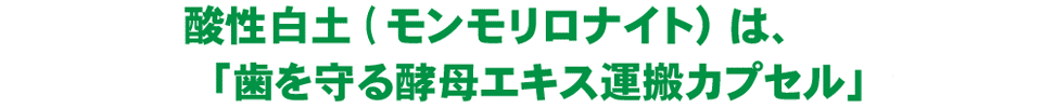 酸性白土（モンモリロナイト）は、「歯を守る酵母エキス運搬カプセル」