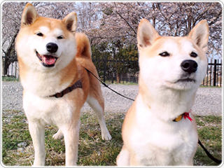 愛犬まめたろうちゃん・こむぎちゃん